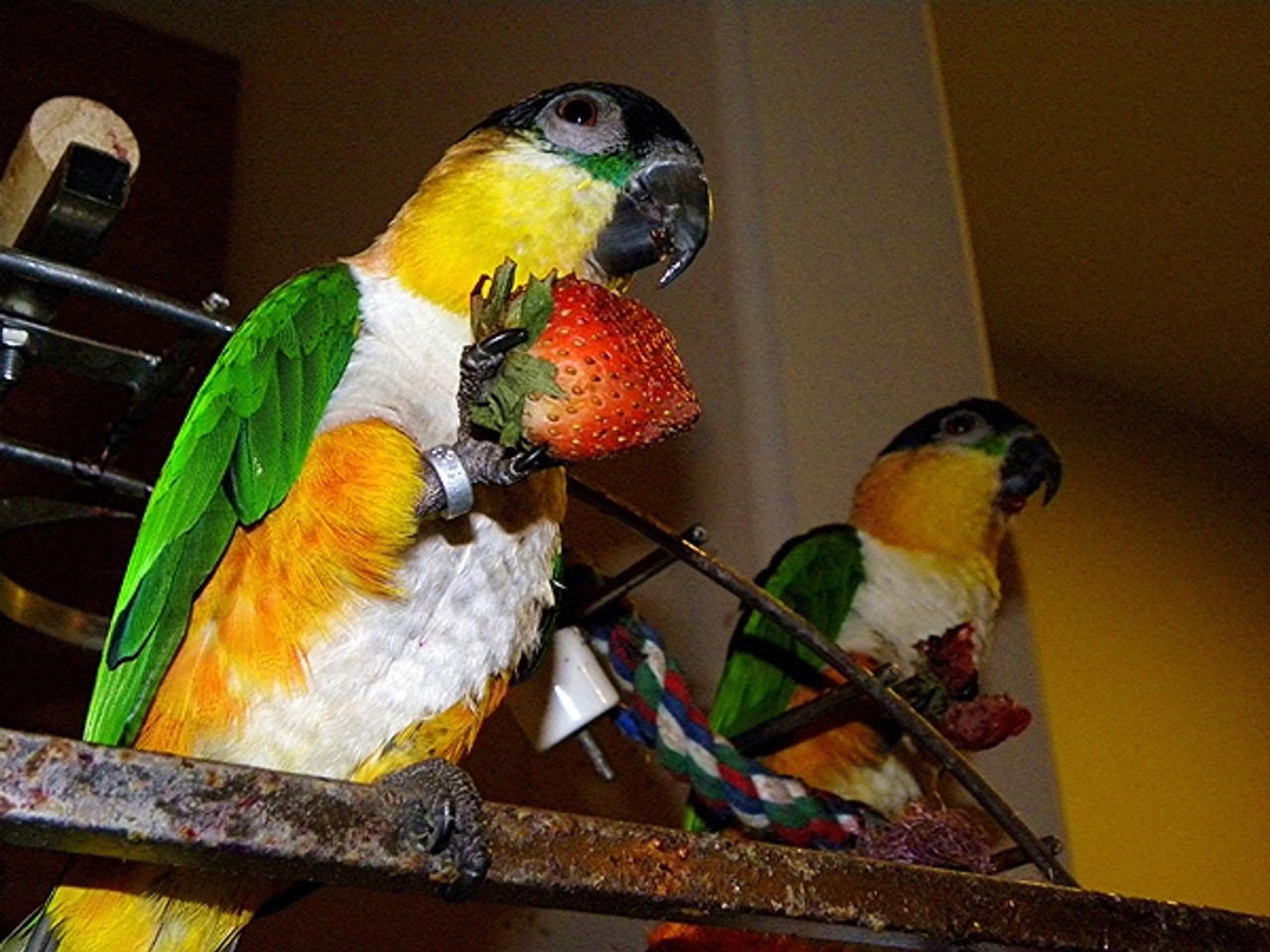 Two adventurous Black-Headed Caiques; never a dull